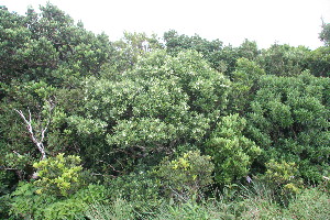  ( - BioBot11347)  @11 [ ] CreativeCommons - Attribution Non-Commercial Share-Alike (2010) Daniel H. Janzen Guanacaste Dry Forest Conservation Fund