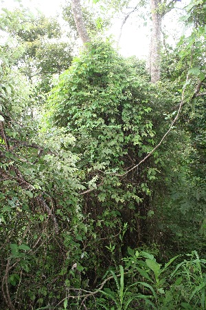  ( - BioBot11359)  @11 [ ] CreativeCommons - Attribution Non-Commercial Share-Alike (2010) Daniel H. Janzen Guanacaste Dry Forest Conservation Fund