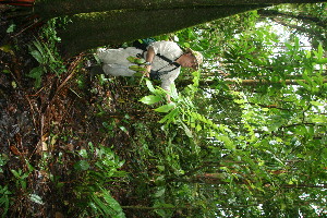  (Zamia neurophyllidia - BioBot11364)  @11 [ ] CreativeCommons - Attribution Non-Commercial Share-Alike (2010) Daniel H. Janzen Guanacaste Dry Forest Conservation Fund