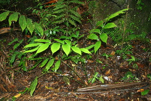  ( - BioBot11365)  @11 [ ] CreativeCommons - Attribution Non-Commercial Share-Alike (2010) Daniel H. Janzen Guanacaste Dry Forest Conservation Fund