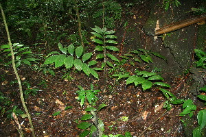  ( - BioBot11366)  @11 [ ] CreativeCommons - Attribution Non-Commercial Share-Alike (2010) Daniel H. Janzen Guanacaste Dry Forest Conservation Fund