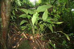  ( - BioBot11367)  @11 [ ] CreativeCommons - Attribution Non-Commercial Share-Alike (2010) Daniel H. Janzen Guanacaste Dry Forest Conservation Fund