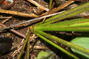  ( - BioBot11368)  @11 [ ] CreativeCommons - Attribution Non-Commercial Share-Alike (2010) Daniel H. Janzen Guanacaste Dry Forest Conservation Fund