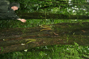  ( - BioBot11374)  @11 [ ] CreativeCommons - Attribution Non-Commercial Share-Alike (2010) Daniel H. Janzen Guanacaste Dry Forest Conservation Fund