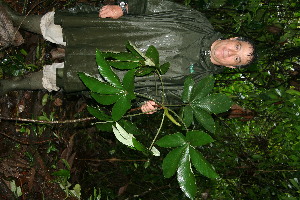  ( - BioBot11375)  @11 [ ] CreativeCommons - Attribution Non-Commercial Share-Alike (2010) Daniel H. Janzen Guanacaste Dry Forest Conservation Fund