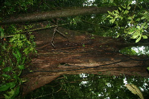  ( - BioBot11389)  @11 [ ] CreativeCommons - Attribution Non-Commercial Share-Alike (2010) Daniel H. Janzen Guanacaste Dry Forest Conservation Fund