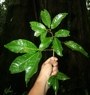  ( - BioBot11389)  @11 [ ] CreativeCommons - Attribution Non-Commercial Share-Alike (2010) Daniel H. Janzen Guanacaste Dry Forest Conservation Fund