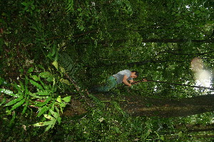  ( - BioBot11392)  @11 [ ] CreativeCommons - Attribution Non-Commercial Share-Alike (2010) Daniel H. Janzen Guanacaste Dry Forest Conservation Fund