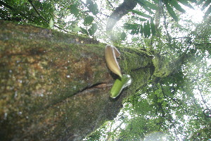  ( - BioBot11392)  @11 [ ] CreativeCommons - Attribution Non-Commercial Share-Alike (2010) Daniel H. Janzen Guanacaste Dry Forest Conservation Fund