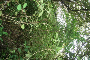  ( - BioBot11424)  @11 [ ] CreativeCommons - Attribution Non-Commercial Share-Alike (2010) Daniel H. Janzen Guanacaste Dry Forest Conservation Fund