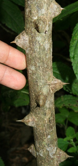  (Zanthoxylum monophyllum - BioBot11504)  @11 [ ] CreativeCommons - Attribution Non-Commercial Share-Alike (2010) Daniel H. Janzen Guanacaste Dry Forest Conservation Fund