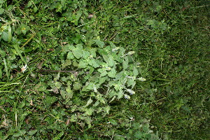  ( - BioBot11505)  @11 [ ] CreativeCommons - Attribution Non-Commercial Share-Alike (2010) Daniel H. Janzen Guanacaste Dry Forest Conservation Fund