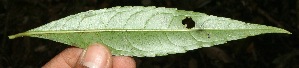  (Erblichia odorata - BioBot11533)  @11 [ ] CreativeCommons - Attribution Non-Commercial Share-Alike (2010) Daniel H. Janzen Guanacaste Dry Forest Conservation Fund