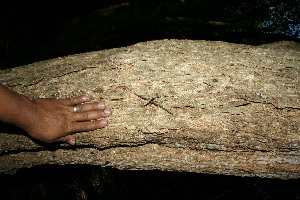  (Citharexylum donnell-smithii - BioBot11534)  @11 [ ] CreativeCommons - Attribution Non-Commercial Share-Alike (2010) Daniel H. Janzen Guanacaste Dry Forest Conservation Fund