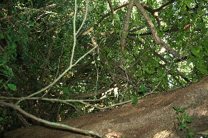  ( - BioBot11535)  @11 [ ] CreativeCommons - Attribution Non-Commercial Share-Alike (2010) Daniel H. Janzen Guanacaste Dry Forest Conservation Fund