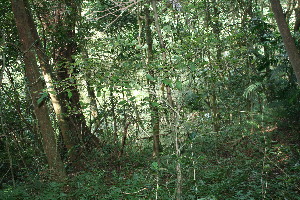  ( - BioBot11536)  @11 [ ] CreativeCommons - Attribution Non-Commercial Share-Alike (2010) Daniel H. Janzen Guanacaste Dry Forest Conservation Fund