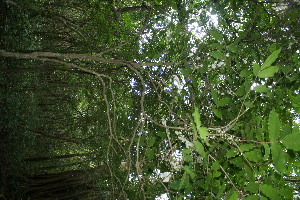  ( - BioBot11537)  @11 [ ] CreativeCommons - Attribution Non-Commercial Share-Alike (2010) Daniel H. Janzen Guanacaste Dry Forest Conservation Fund