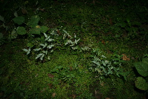  ( - BioBot11562)  @11 [ ] CreativeCommons - Attribution Non-Commercial Share-Alike (2010) Daniel H. Janzen Guanacaste Dry Forest Conservation Fund