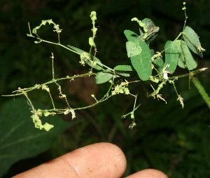 (Desmodium distortum - BioBot11564)  @11 [ ] CreativeCommons - Attribution Non-Commercial Share-Alike (2010) Daniel H. Janzen Guanacaste Dry Forest Conservation Fund