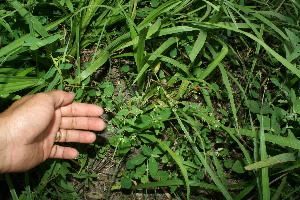  ( - BioBot11571)  @11 [ ] CreativeCommons - Attribution Non-Commercial Share-Alike (2010) Daniel H. Janzen Guanacaste Dry Forest Conservation Fund