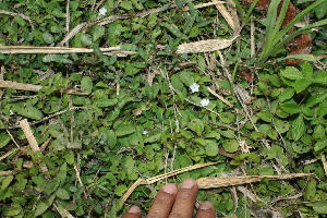  ( - BioBot11577)  @11 [ ] CreativeCommons - Attribution Non-Commercial Share-Alike (2010) Daniel H. Janzen Guanacaste Dry Forest Conservation Fund