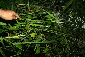  ( - BioBot11589)  @11 [ ] CreativeCommons - Attribution Non-Commercial Share-Alike (2010) Daniel H. Janzen Guanacaste Dry Forest Conservation Fund