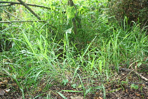  ( - BioBot11590)  @11 [ ] CreativeCommons - Attribution Non-Commercial Share-Alike (2010) Daniel H. Janzen Guanacaste Dry Forest Conservation Fund