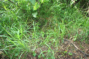  ( - BioBot11590)  @11 [ ] CreativeCommons - Attribution Non-Commercial Share-Alike (2010) Daniel H. Janzen Guanacaste Dry Forest Conservation Fund