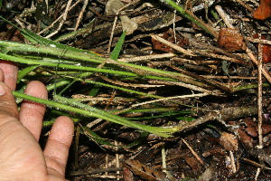  ( - BioBot11590)  @11 [ ] CreativeCommons - Attribution Non-Commercial Share-Alike (2010) Daniel H. Janzen Guanacaste Dry Forest Conservation Fund