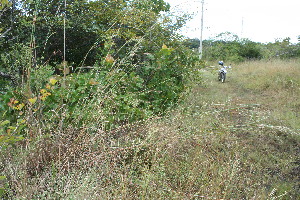  ( - BioBot11600)  @11 [ ] CreativeCommons - Attribution Non-Commercial Share-Alike (2010) Daniel H. Janzen Guanacaste Dry Forest Conservation Fund