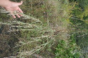  ( - BioBot11600)  @11 [ ] CreativeCommons - Attribution Non-Commercial Share-Alike (2010) Daniel H. Janzen Guanacaste Dry Forest Conservation Fund