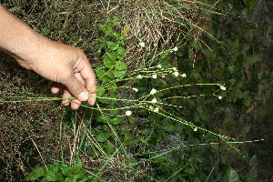  ( - BioBot11603)  @11 [ ] CreativeCommons - Attribution Non-Commercial Share-Alike (2010) Daniel H. Janzen Guanacaste Dry Forest Conservation Fund
