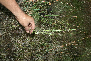  ( - BioBot11604)  @11 [ ] CreativeCommons - Attribution Non-Commercial Share-Alike (2010) Daniel H. Janzen Guanacaste Dry Forest Conservation Fund