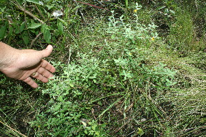  (Turnera A.guadamuz - BioBot11606)  @11 [ ] CreativeCommons - Attribution Non-Commercial Share-Alike (2010) Daniel H. Janzen Guanacaste Dry Forest Conservation Fund