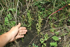  ( - BioBot11610)  @11 [ ] CreativeCommons - Attribution Non-Commercial Share-Alike (2010) Daniel H. Janzen Guanacaste Dry Forest Conservation Fund