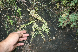  ( - BioBot11611)  @11 [ ] CreativeCommons - Attribution Non-Commercial Share-Alike (2010) Daniel H. Janzen Guanacaste Dry Forest Conservation Fund