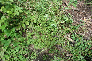  (Sida martiana - BioBot11628)  @11 [ ] CreativeCommons - Attribution Non-Commercial Share-Alike (2010) Daniel H. Janzen Guanacaste Dry Forest Conservation Fund