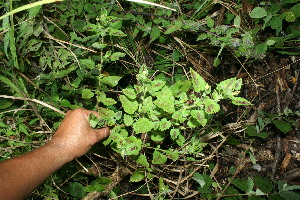  ( - BioBot11630)  @11 [ ] CreativeCommons - Attribution Non-Commercial Share-Alike (2010) Daniel H. Janzen Guanacaste Dry Forest Conservation Fund