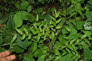  ( - BioBot11632)  @11 [ ] CreativeCommons - Attribution Non-Commercial Share-Alike (2010) Daniel H. Janzen Guanacaste Dry Forest Conservation Fund