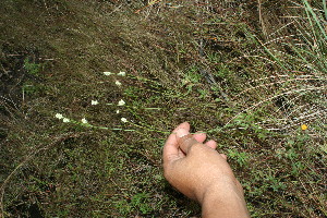  ( - BioBot11636)  @11 [ ] CreativeCommons - Attribution Non-Commercial Share-Alike (2010) Daniel H. Janzen Guanacaste Dry Forest Conservation Fund