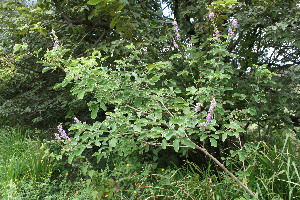  ( - BioBot11637)  @11 [ ] CreativeCommons - Attribution Non-Commercial Share-Alike (2010) Daniel H. Janzen Guanacaste Dry Forest Conservation Fund