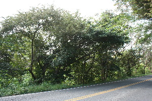  ( - BioBot11642)  @11 [ ] CreativeCommons - Attribution Non-Commercial Share-Alike (2010) Daniel H. Janzen Guanacaste Dry Forest Conservation Fund