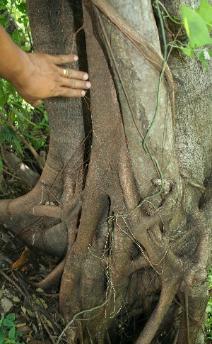  ( - BioBot11642)  @11 [ ] CreativeCommons - Attribution Non-Commercial Share-Alike (2010) Daniel H. Janzen Guanacaste Dry Forest Conservation Fund