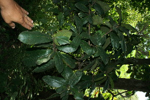  ( - BioBot11644)  @11 [ ] CreativeCommons - Attribution Non-Commercial Share-Alike (2010) Daniel H. Janzen Guanacaste Dry Forest Conservation Fund