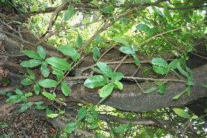  ( - BioBot11646)  @11 [ ] CreativeCommons - Attribution Non-Commercial Share-Alike (2010) Daniel H. Janzen Guanacaste Dry Forest Conservation Fund