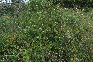  ( - BioBot11651)  @11 [ ] CreativeCommons - Attribution Non-Commercial Share-Alike (2010) Daniel H. Janzen Guanacaste Dry Forest Conservation Fund