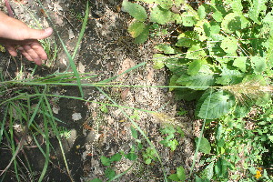  (Sorghastrum incompletum - BioBot11655)  @11 [ ] CreativeCommons - Attribution Non-Commercial Share-Alike (2010) Daniel H. Janzen Guanacaste Dry Forest Conservation Fund