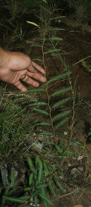  (Chamaecrista flexuosa - BioBot11661)  @11 [ ] CreativeCommons - Attribution Non-Commercial Share-Alike (2010) Daniel H. Janzen Guanacaste Dry Forest Conservation Fund