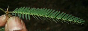 (Chamaecrista flexuosa - BioBot11663)  @11 [ ] CreativeCommons - Attribution Non-Commercial Share-Alike (2010) Daniel H. Janzen Guanacaste Dry Forest Conservation Fund