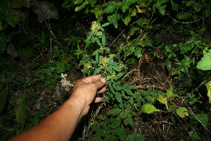  ( - BioBot11666)  @11 [ ] CreativeCommons - Attribution Non-Commercial Share-Alike (2010) Daniel H. Janzen Guanacaste Dry Forest Conservation Fund